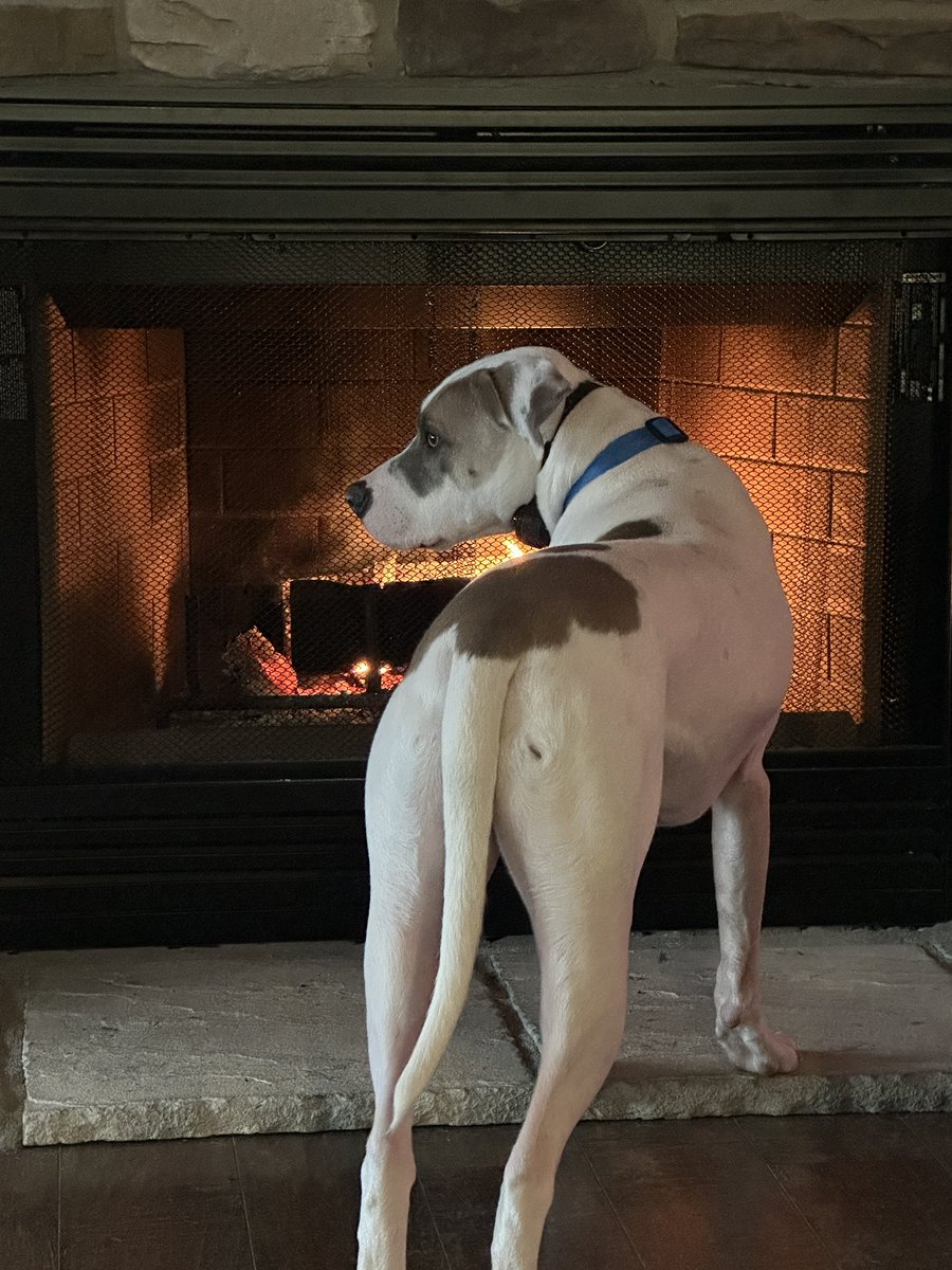 Merry Christmas  Eve. Denali is toasting by the fire