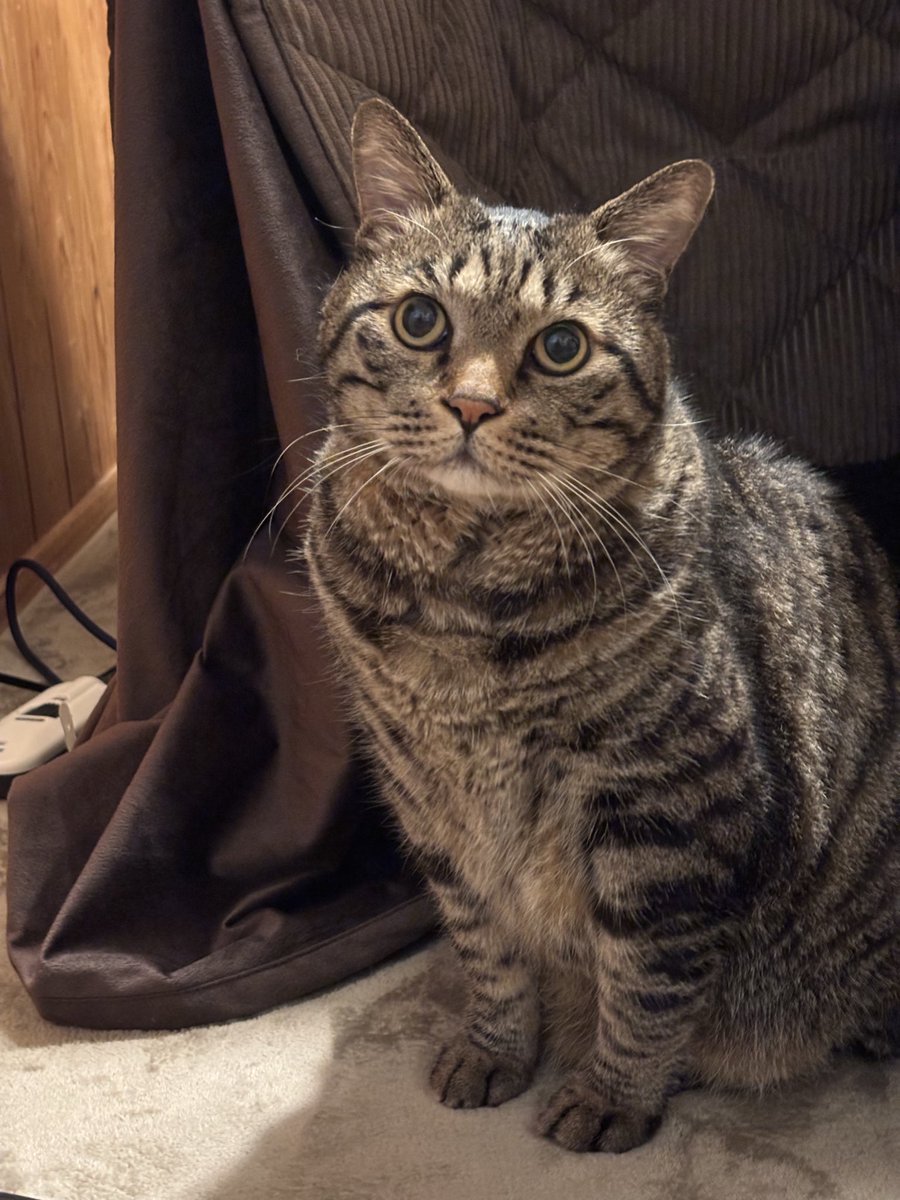 きじとら きじとら キジトラ - Search / X