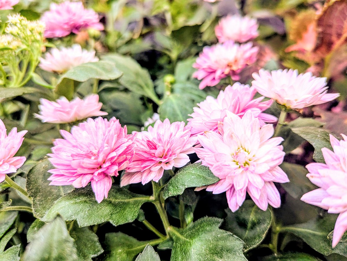 *

あなたが迷いの霧に彷徨う時
前方に一筋輝く光なら
それは智慧の光です

あなたが辛く悲しみの時
背中から照らす温かさ
それは家族の光です

あなたが歩けなくなった時
背負って進もうとする優しさ
それは愛する人の光です

*

#ﾏﾕﾘ