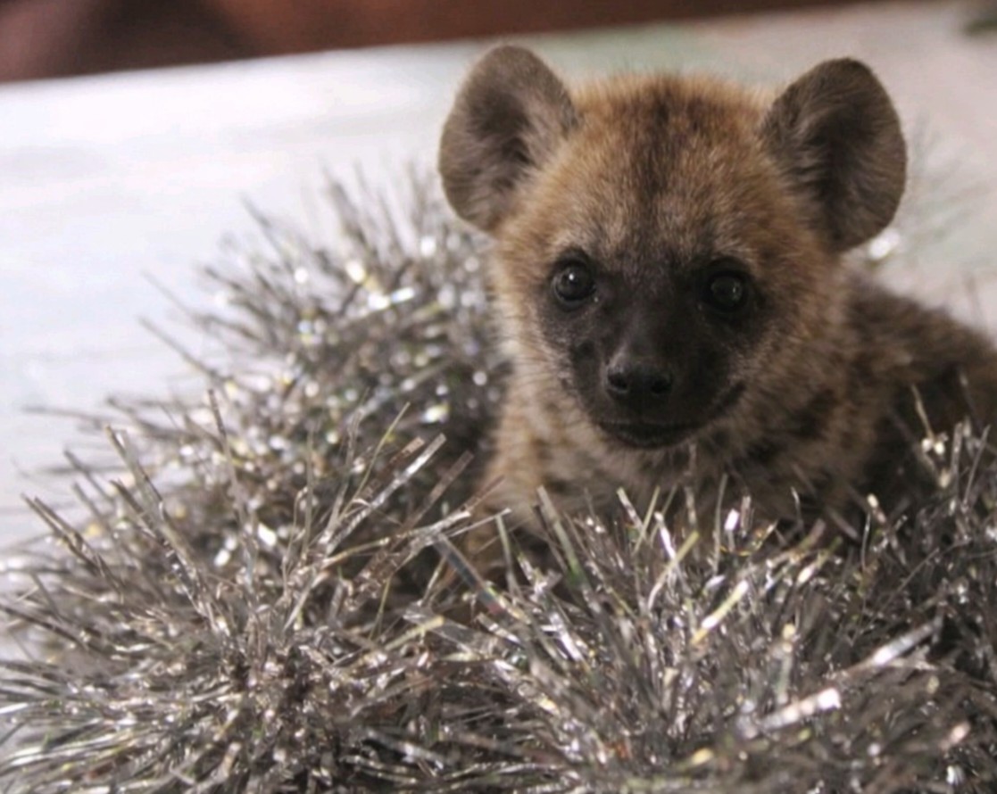 nestesafaris's tweet photo. we wish you a blessed Christmas and hope your day was filled with peace, warmth, and harmony,just as nature intended.
May the days ahead be calm, abundant, and full of lifeโs simple wonders.
#xmastime #nature https://t.co/sqherWQZe7