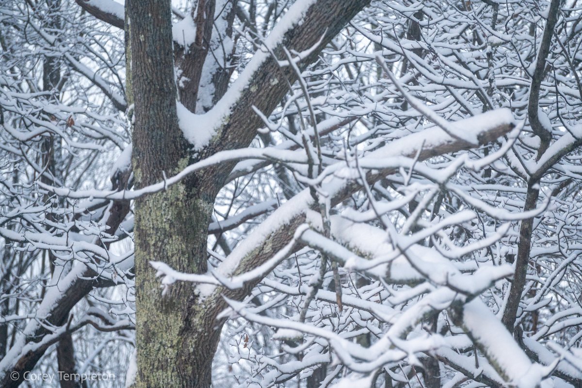 Corey Templeton tweet media