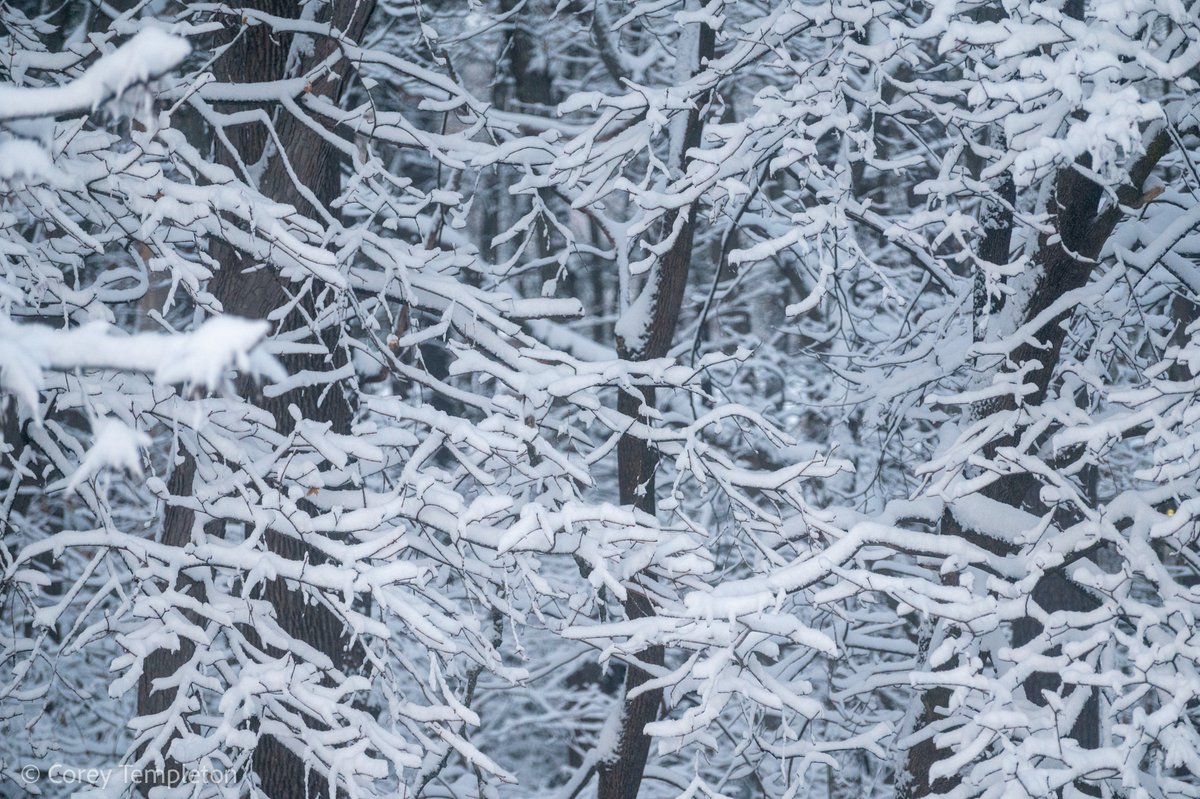 Corey Templeton tweet media