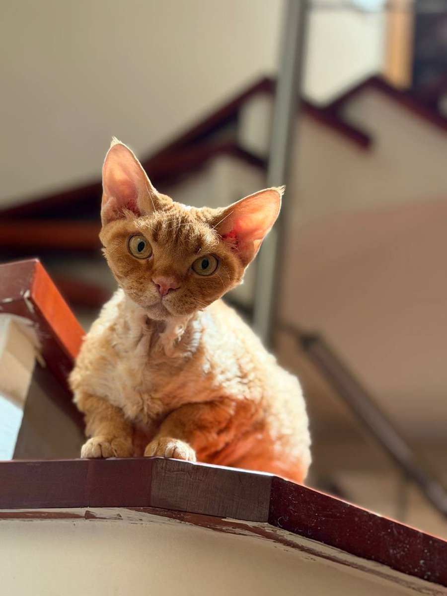 самое время показать кота