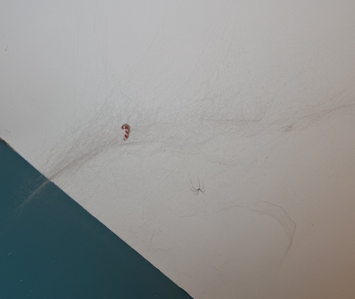 Tw : Little spider

that's so silly, she got the Christmas spirit