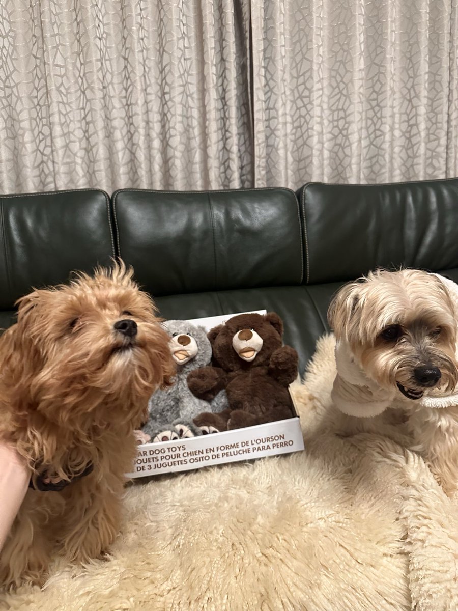 らっちゃんズ (@RawMeat_Lover) / Posts / X