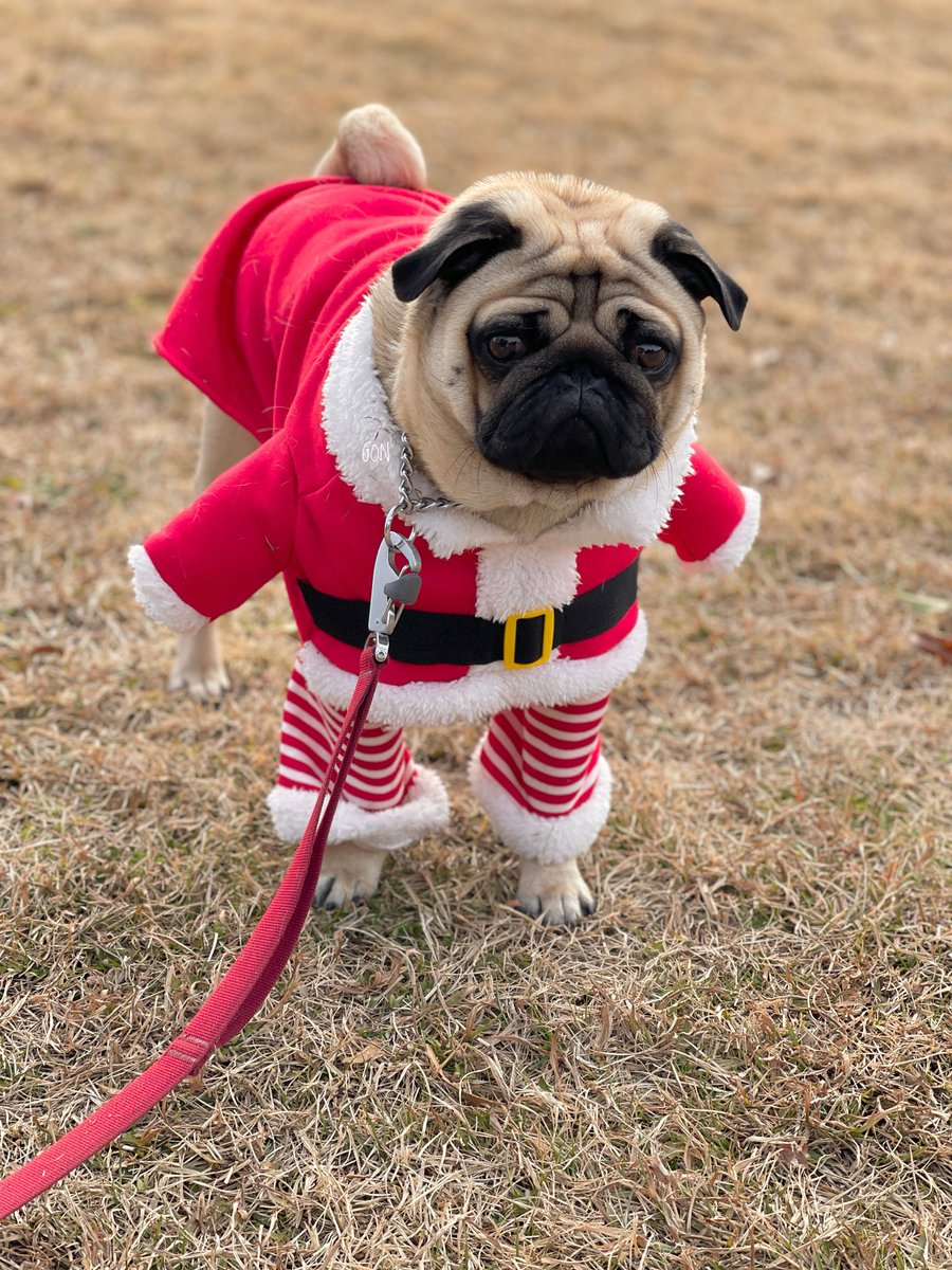 ばぐパグ (@pugbagu) / Posts / X