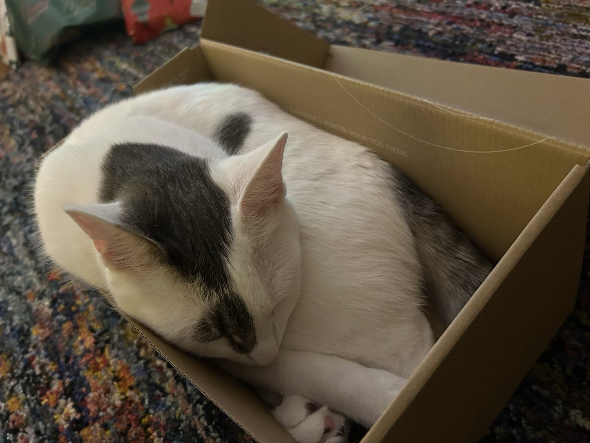 dolores 🤍 bonkers tweet media