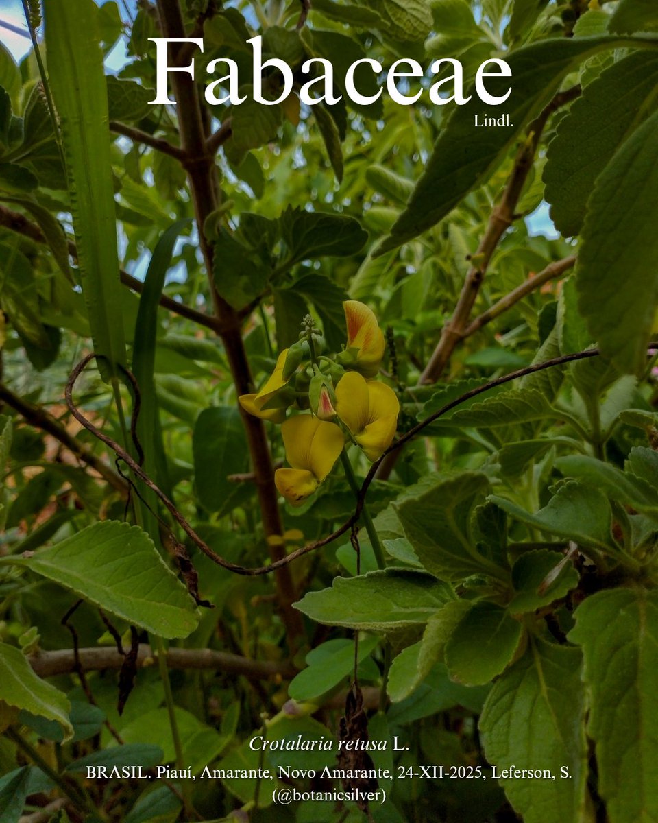 botanicsil's tweet image. Crotalaria retusa...

#flora #caatinga #cerrado #brazil