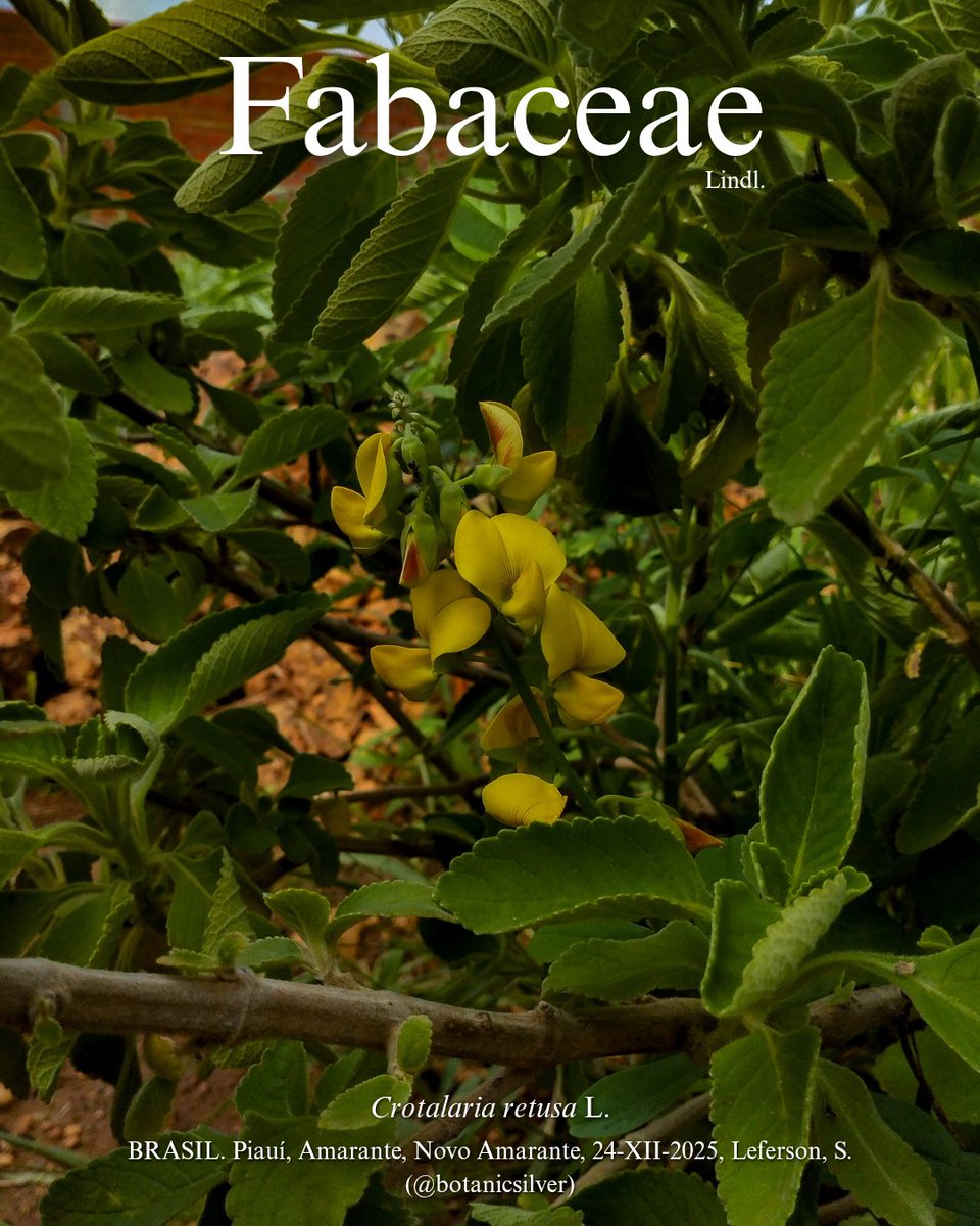 botanicsil's tweet image. Crotalaria retusa...

#flora #caatinga #cerrado #brazil