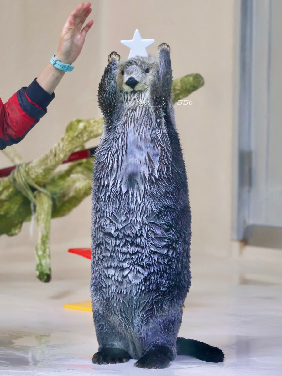 ଘ( ˙꒳​˙ )ଓ⁾⁾💔はつみ (@mdr323) / Posts / X