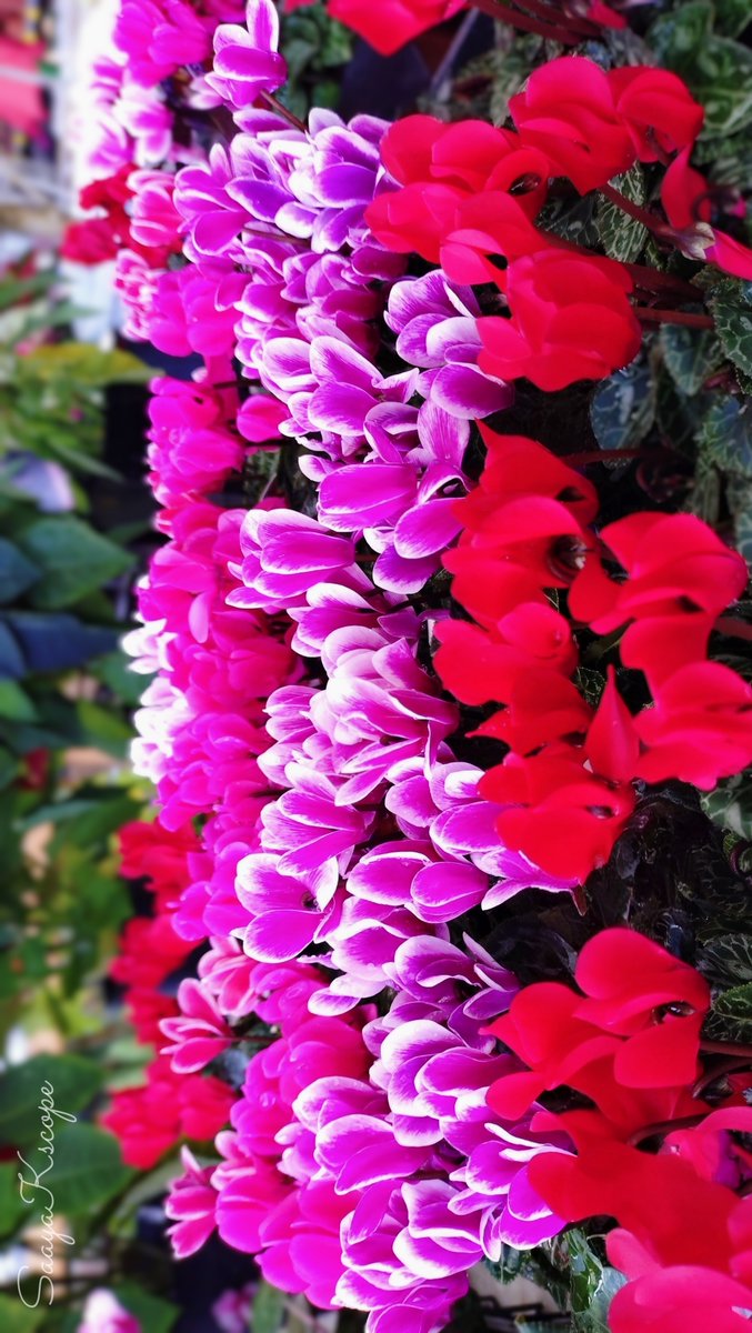 Flowers Community on X - 139.5K Members