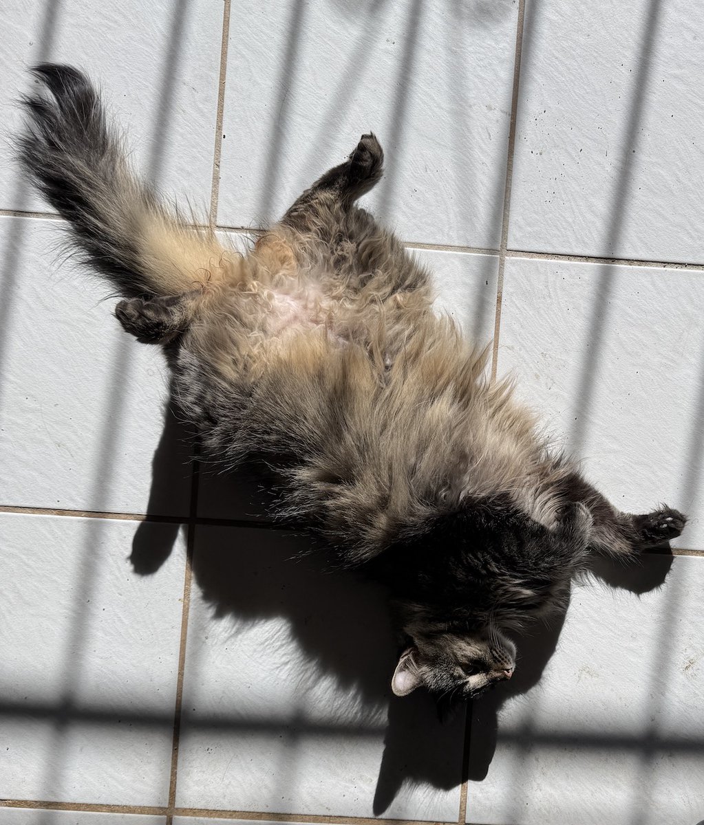 MITrooper's tweet photo. @thekittenwinksy Cookie at Mandarin’s Retreat lounging in the afternoon sun... https://t.co/FqmxF7uaq5