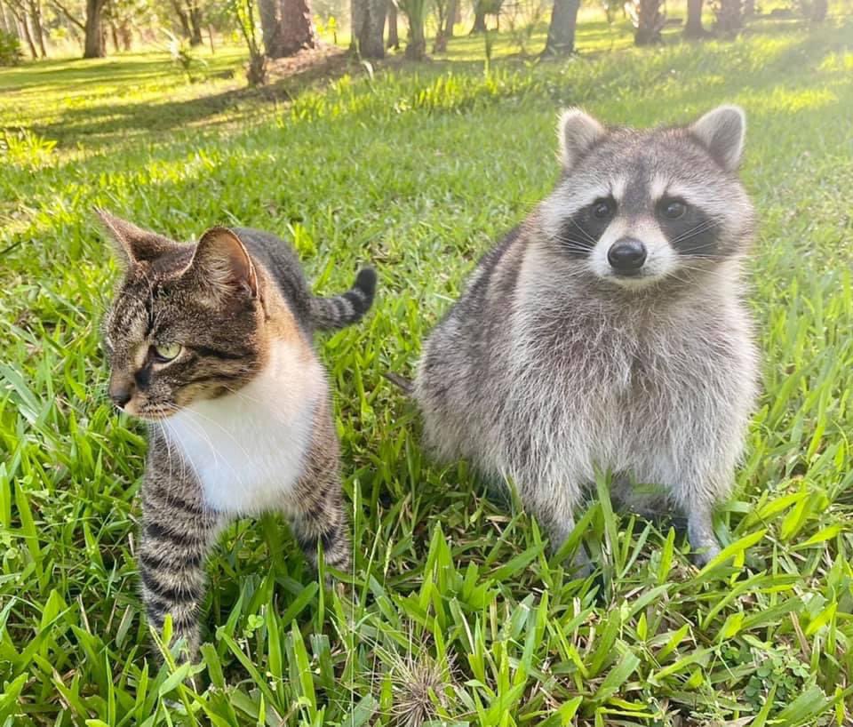 Raccoons Hourly tweet media