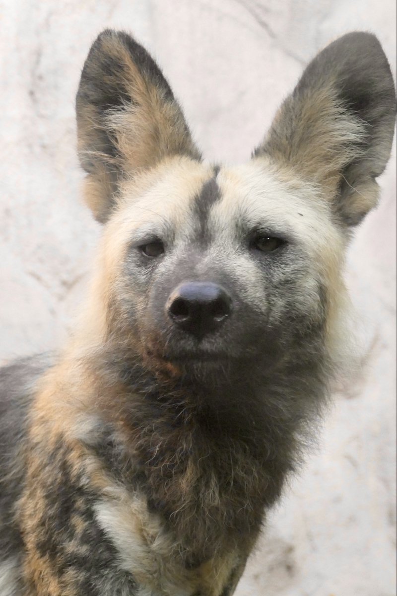 今日も一日頑張リカオン🐾
#リカオン (イチゴ)
#AfricanWildDog #富士サファリパーク