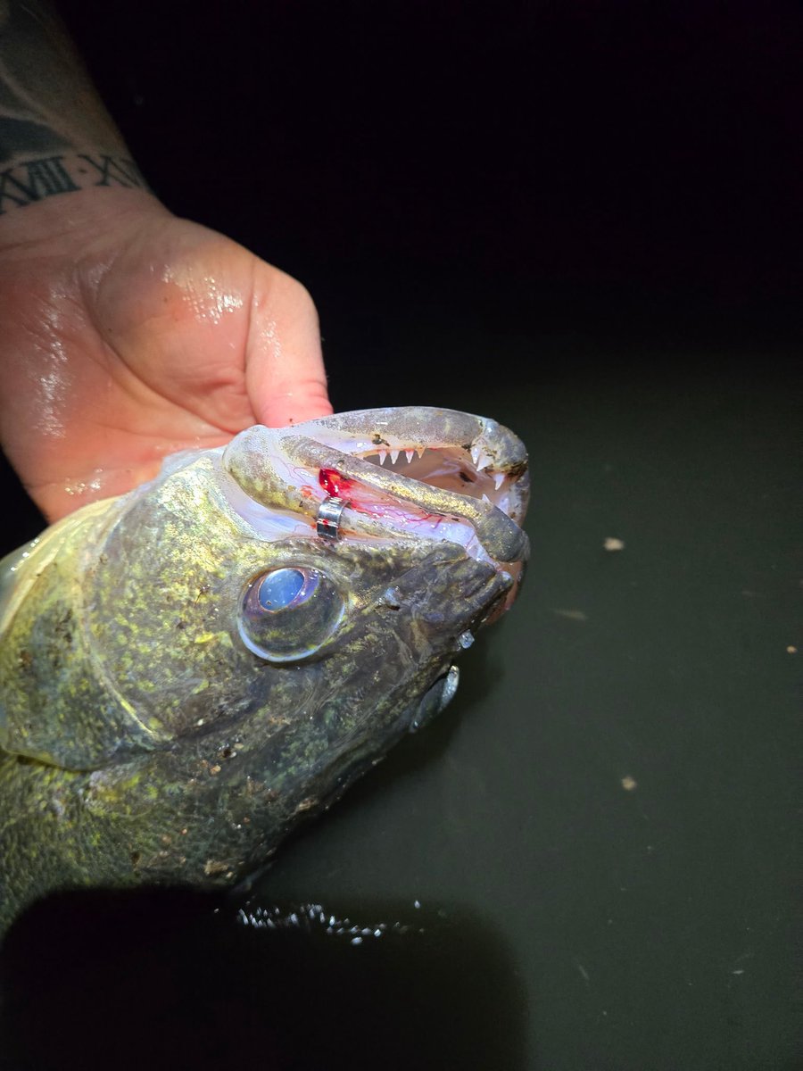 InnessMatt's tweet image. 