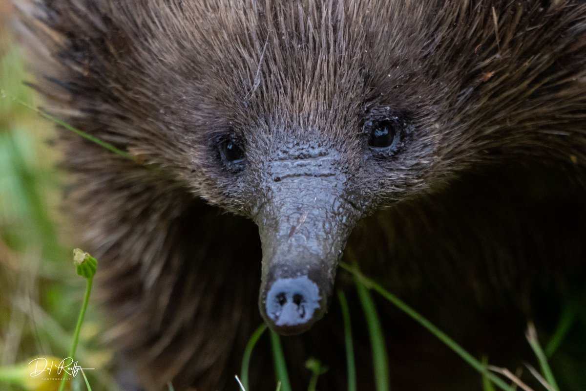 dallysbackyard's tweet photo. A Short-beaked Echidna looking for a feed down in the paddock🙂 Merry Christmas🎄 #abcaustralia #abcmyphoto #abcinmelbourne #echidna #abcgippsland https://t.co/yUExSF0r9c