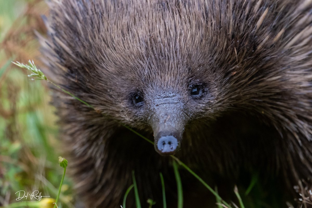 dallysbackyard's tweet photo. A Short-beaked Echidna looking for a feed down in the paddock🙂 Merry Christmas🎄 #abcaustralia #abcmyphoto #abcinmelbourne #echidna #abcgippsland https://t.co/yUExSF0r9c
