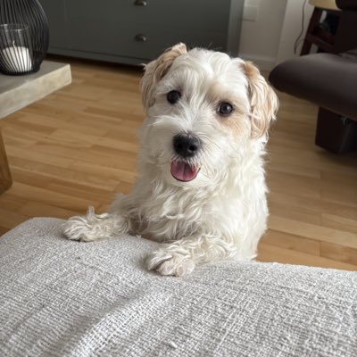 Cris Alemany tweet media