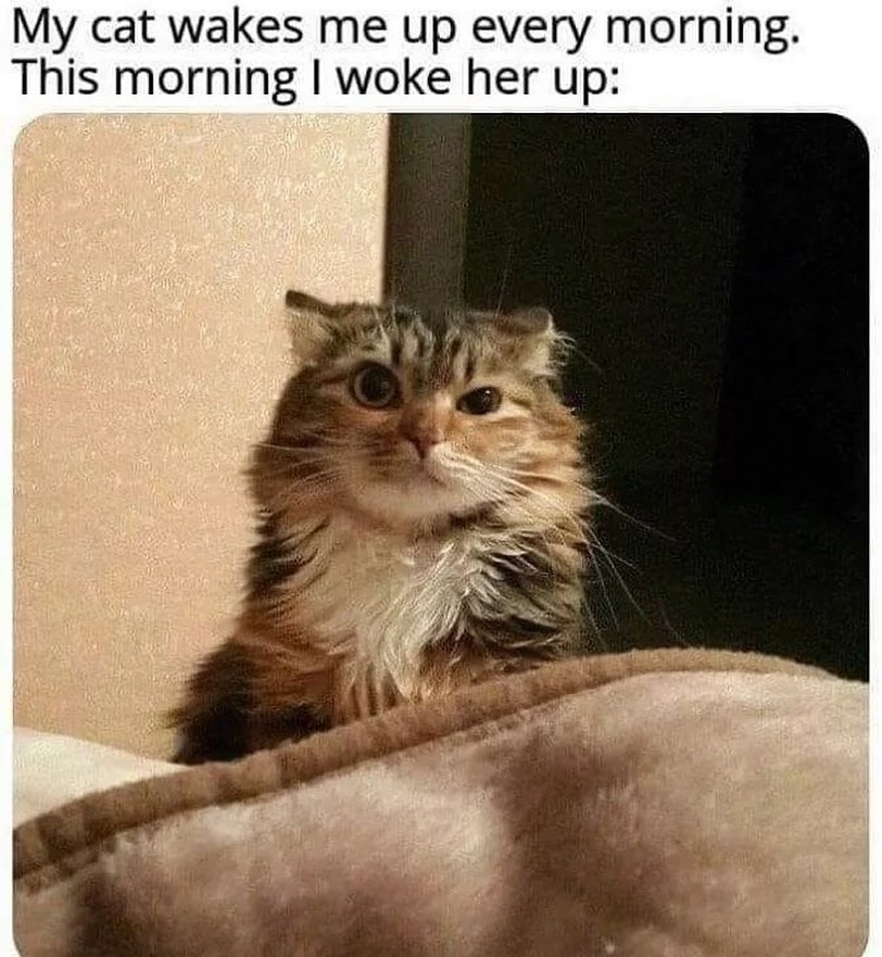 Punch Cat tweet media