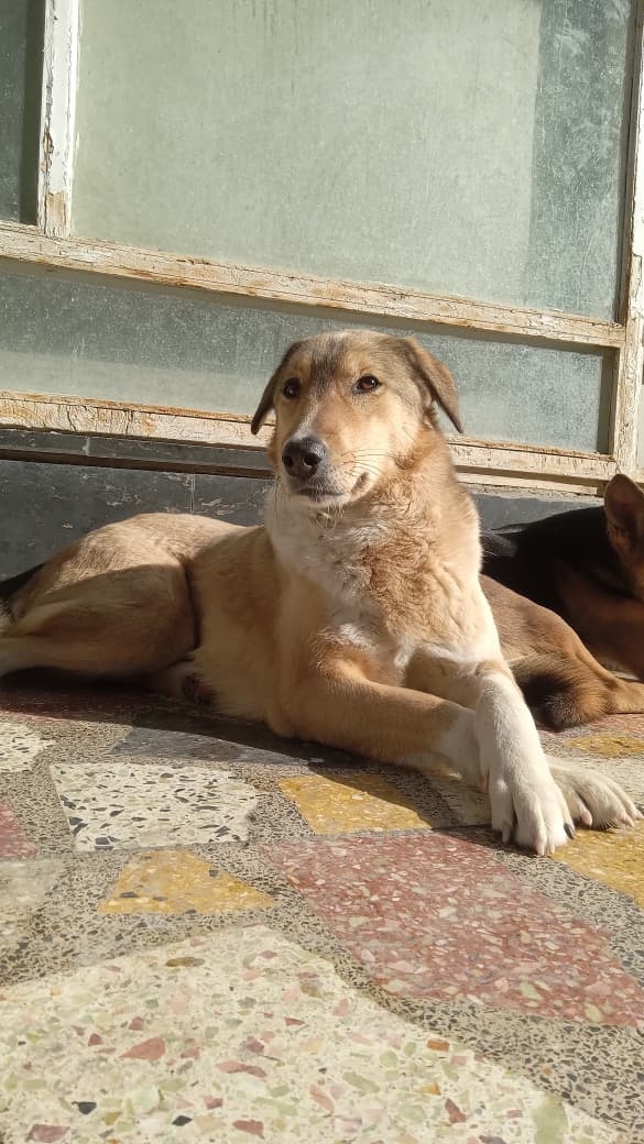 KSARshelter's tweet image. 🎄 Merry Christmas to all of our friends who celebrate! ❤️ from Vivian and Lillian!