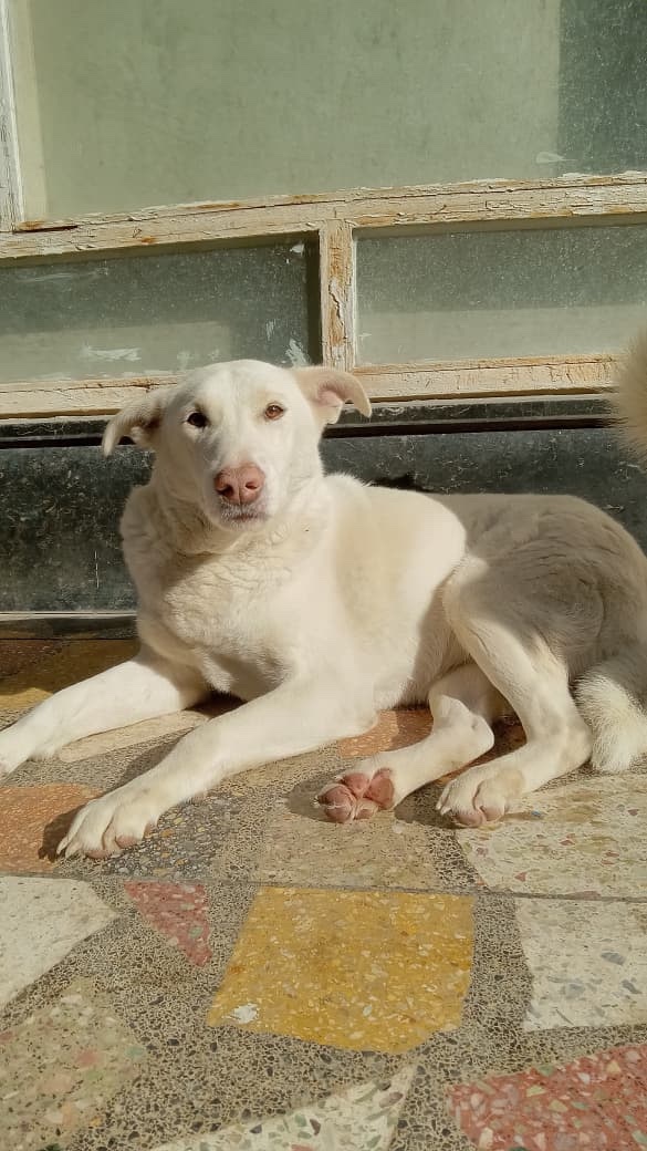 KSARshelter's tweet image. 🎄 Merry Christmas to all of our friends who celebrate! ❤️ from Vivian and Lillian!