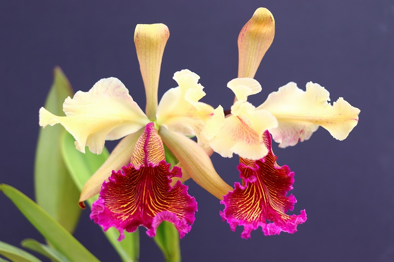 NK】 (@nknk81191345) / Posts / X