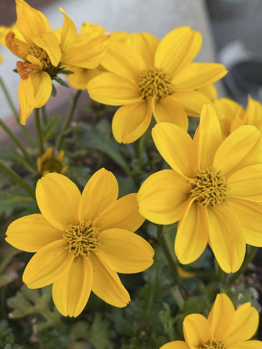 ビデンス🌼✨

キク科センダングサ属✨メキシコ原産✨ラテン語の２を表す「ビ」と歯を意味する「デンス」実の突起が歯に似てるから「２つの歯」が由来✨花がコスモスに似るので別名ウインターコスモス🌼花言葉は真心・調和✨偽りや飾りのない誠実な心で周りと調和を図って行こう🙏✨