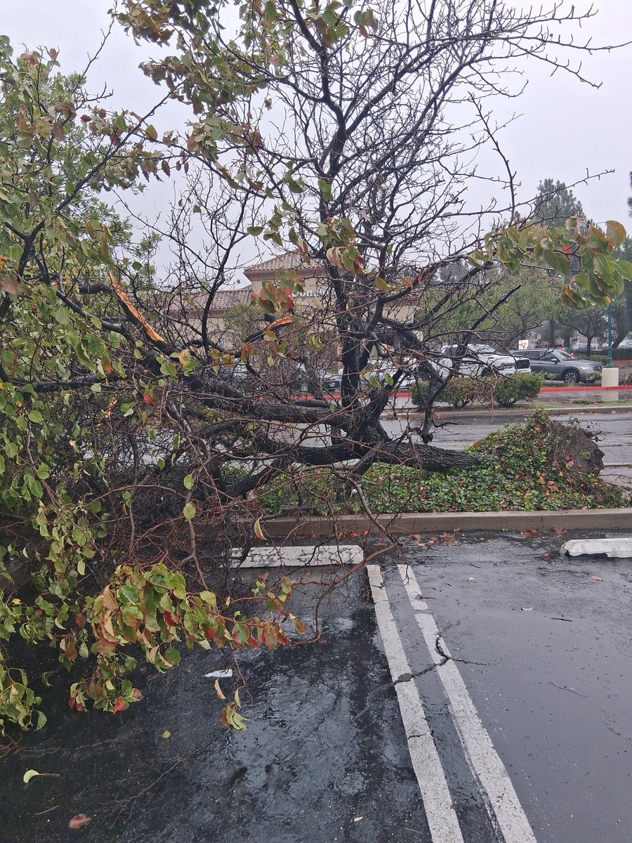 Chaise Rasheed 🏳️‍🌈 tweet media