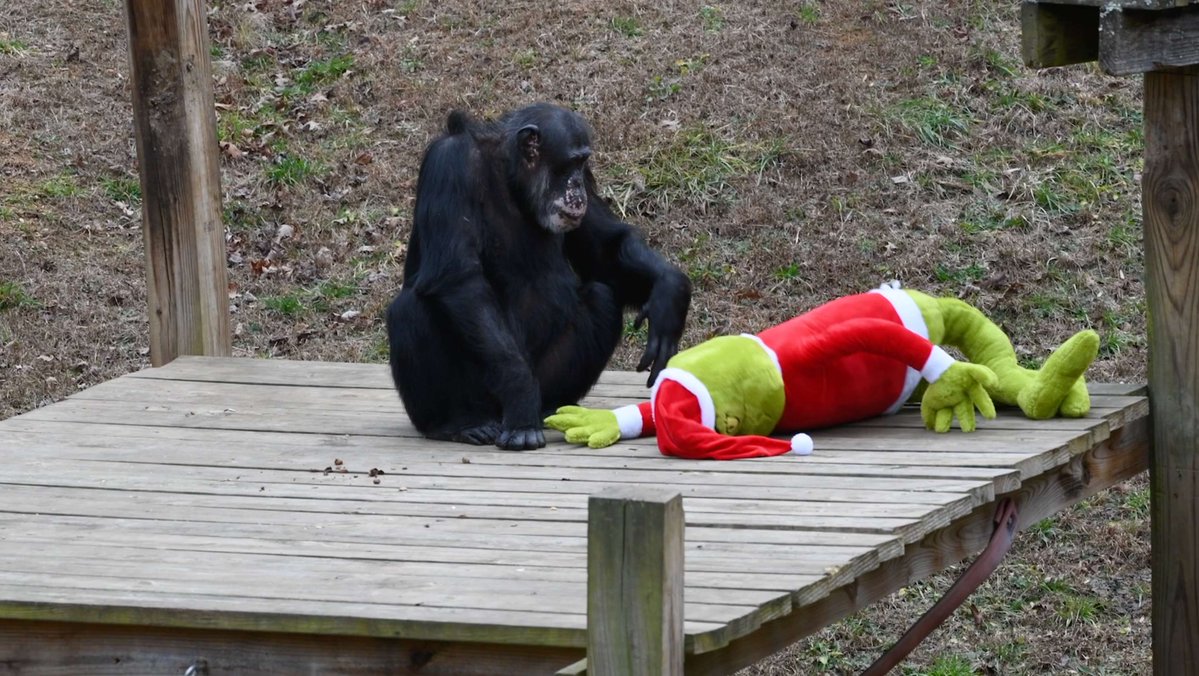 projectchimps's tweet image. For years, Lizzy has loved her little #grinch plushies. So, this year, we decided to surprise the chimps with a 4’ Grinch plush! We set him out in the habitat and Sheena ... well ... let's just say it appears she wasn't feeling it. Happy #Holidays!
youtu.be/1vJJlHKLoQs