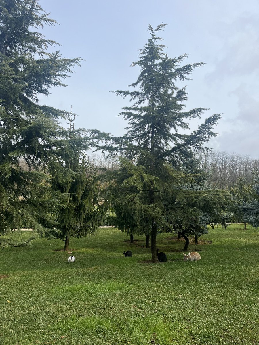 Aysgl_tr's tweet photo. Tavşan bahçesi 😁🐰🤩 https://t.co/QoLiXGhTuI