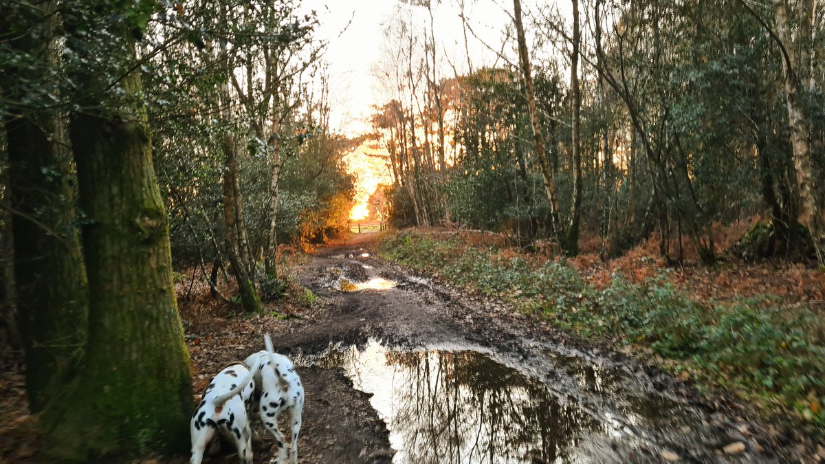 MotoNutJob's tweet photo. Dogged out the forest
#DoubleD
#DipDaps
#Dallys https://t.co/Cl0i0J1BRz