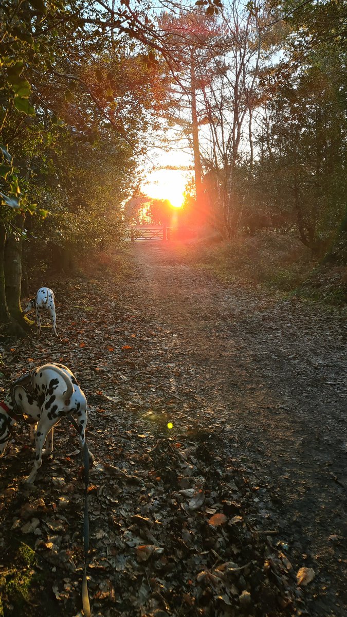 MotoNutJob's tweet photo. Dogged out the forest
#DoubleD
#DipDaps
#Dallys https://t.co/Cl0i0J1BRz