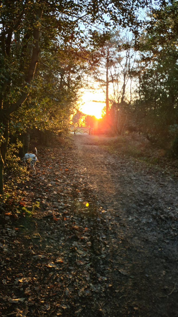 MotoNutJob's tweet photo. Dogged out the forest
#DoubleD
#DipDaps
#Dallys https://t.co/Cl0i0J1BRz
