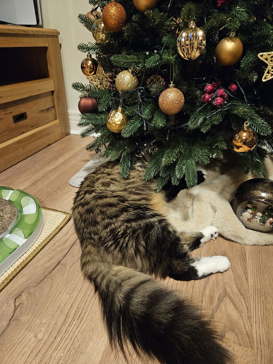 The secretive cat tree