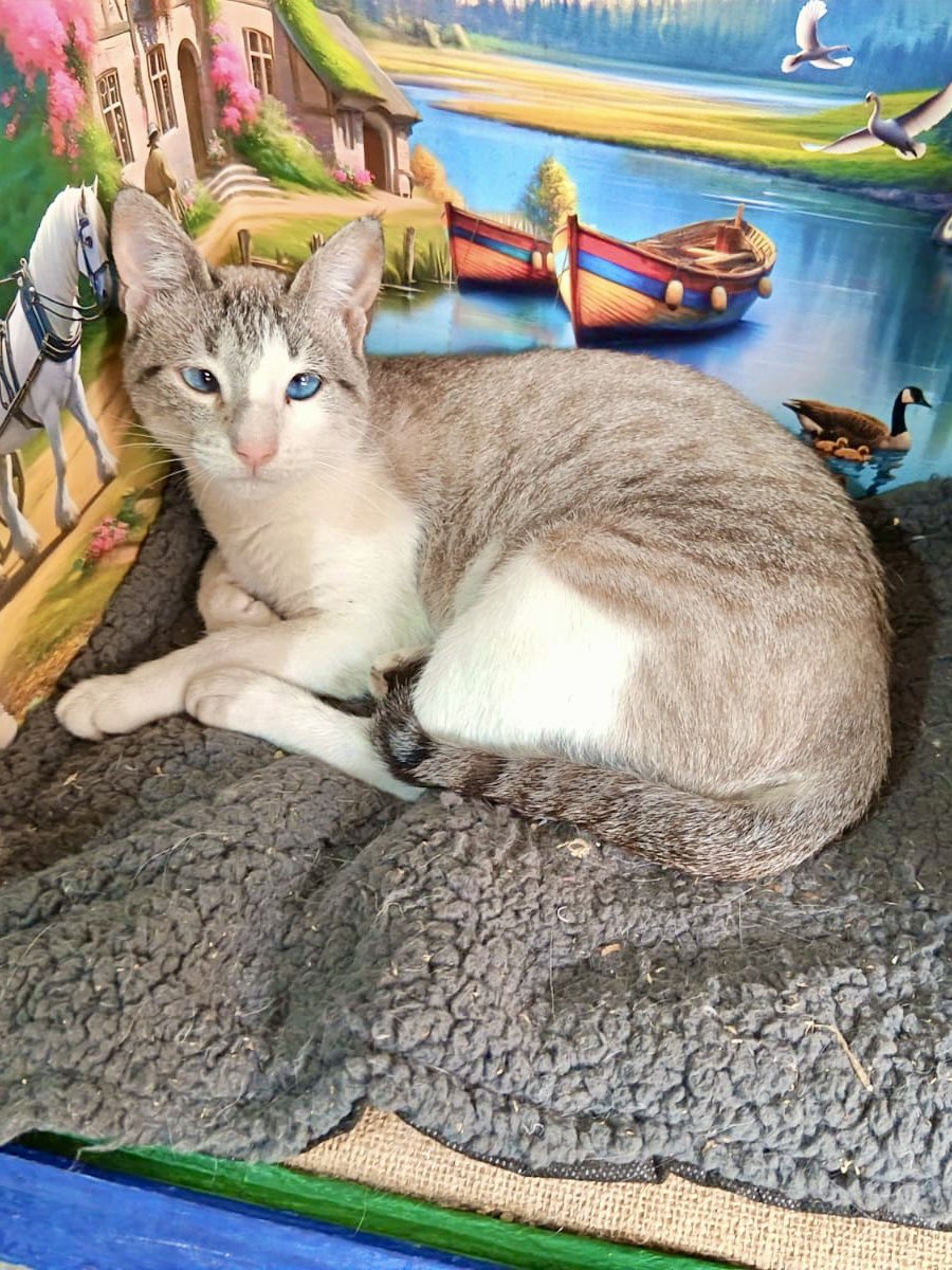 Esta princesa busca hogar. La rescatamos en Villavieja, Huila, junto a sus bebés recién nacidos. Es jovencita. Está esterilizada y desparasitada. Es la gatita más tierna y dócil del mundo. Info para adoptarla: 3142009380 (Myriam). Está en Bogotá.