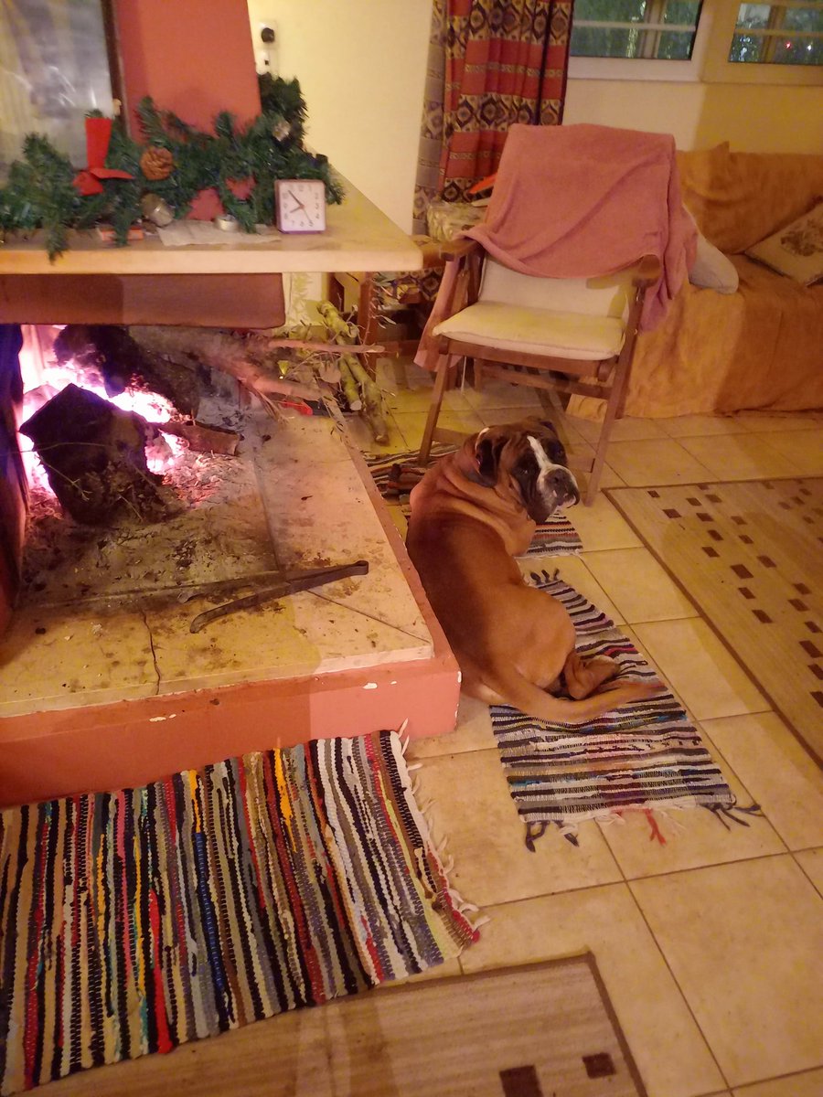 MARIA434587123's tweet photo. Χρόνια πολλά 😊🎄✨️☃️❤️❄️🎶 #Doukas #boxer_dogs #Vartholomio #Ilia #ChristmasEve2025 https://t.co/GcmTqtUtsL