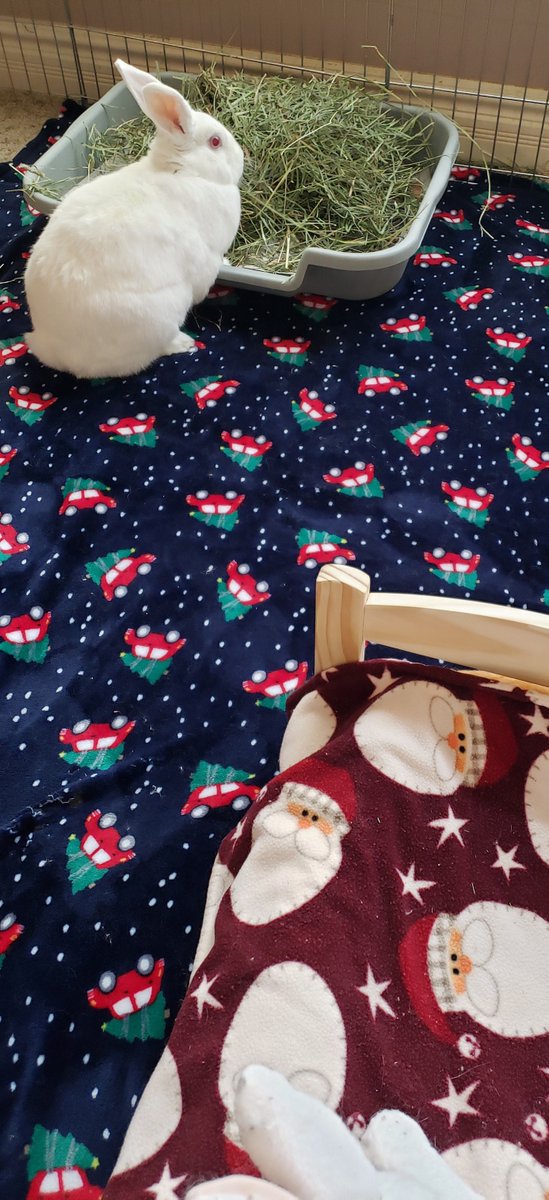 ttas's tweet image. Merry Christmas Eve! The bunnies are all decked out in their Christmas best waiting for Santa to arrive. They know they will get to open one gift on Christmas Eve, too. Thank you so much for all the amazing gifts for the bunnies, the holiday donations and holiday cards!