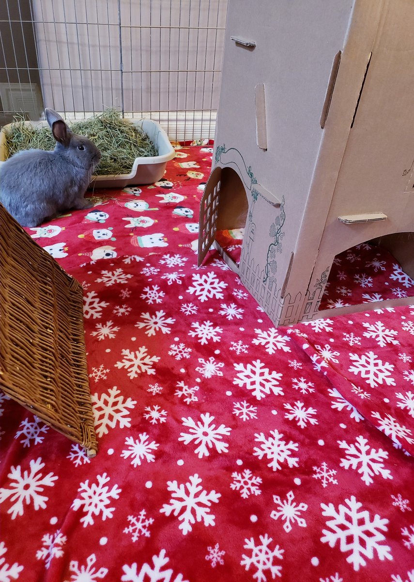 ttas's tweet image. Merry Christmas Eve! The bunnies are all decked out in their Christmas best waiting for Santa to arrive. They know they will get to open one gift on Christmas Eve, too. Thank you so much for all the amazing gifts for the bunnies, the holiday donations and holiday cards!