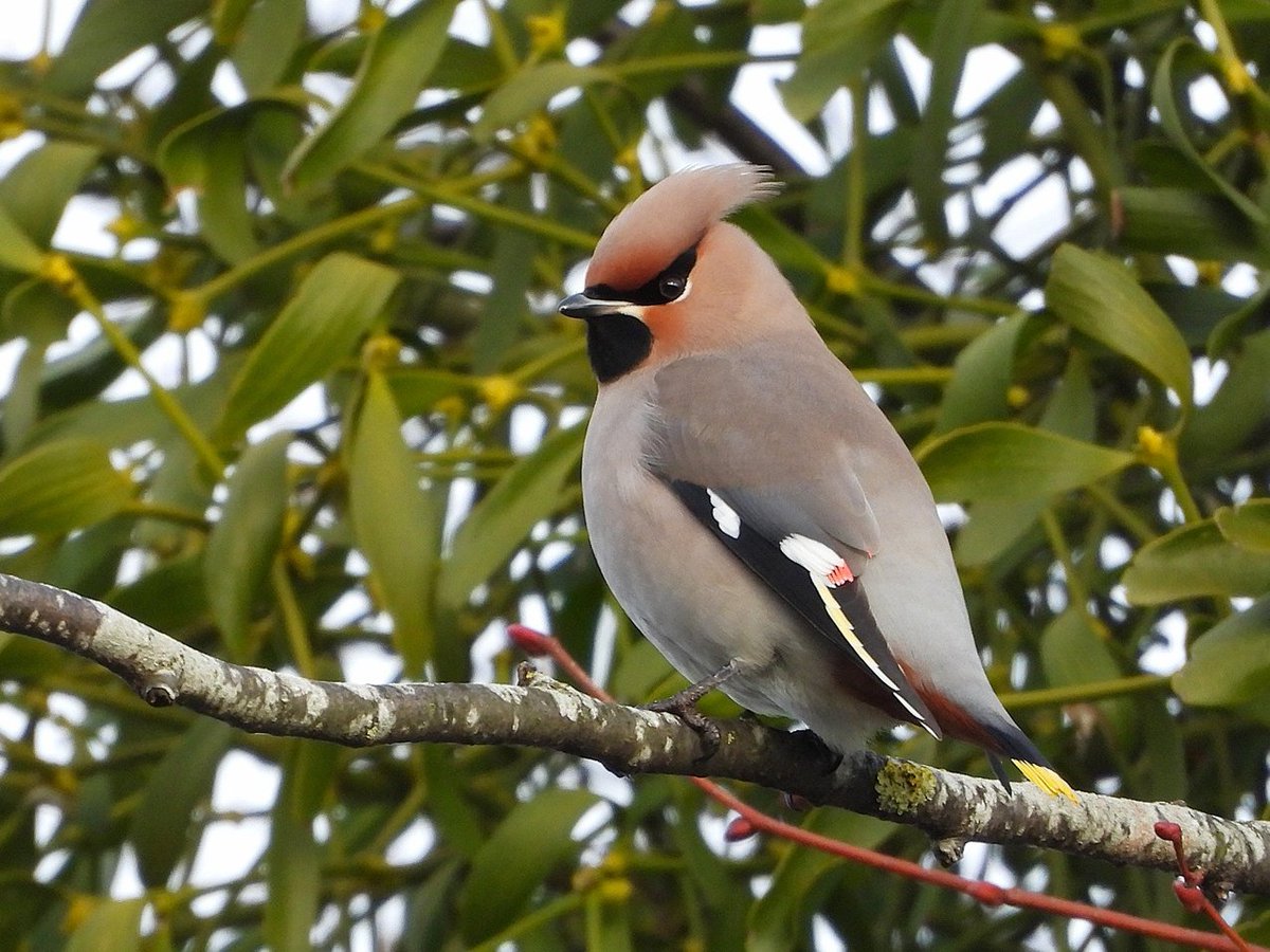BirdersStore's tweet image. Wishing all our customers, friends, suppliers and followers around the world a very Happy Christmas.

Our shop in Worcester is now closed and will reopen on Tuesday 30th.

In the meantime, we're open online 24/7 - birders-store.co.uk

#RunByBirdersForBirders