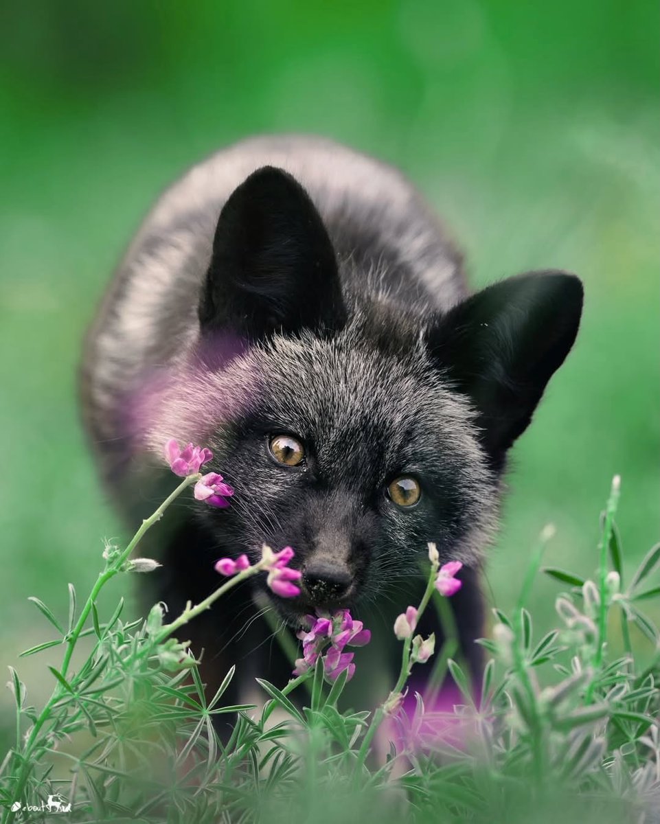 🍁 𝓣𝓱𝓮 𝓕𝓸𝔁 𝓛𝓲𝓯𝓮 🌾🦊 (@thefoxlife) on Twitter photo 