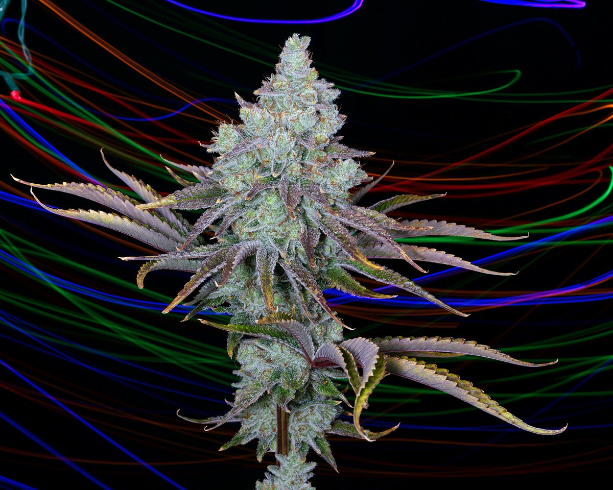 Romulan Genetics tweet media