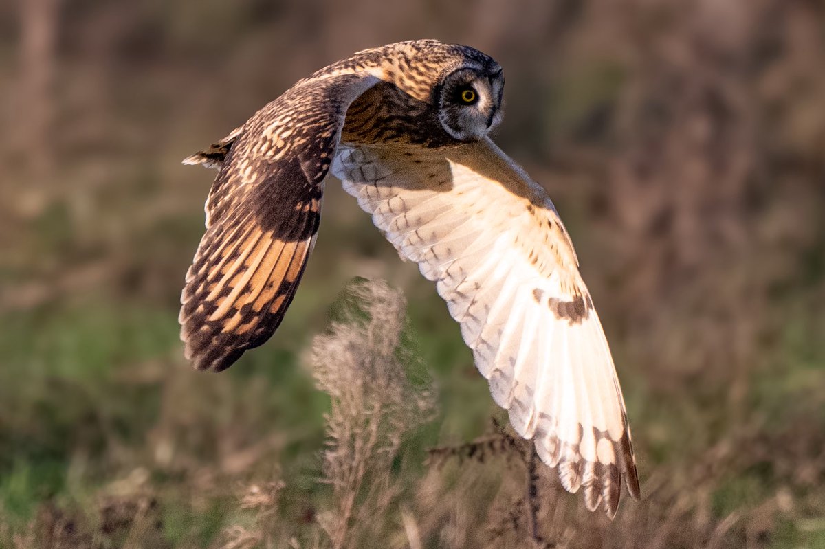 craig1979Smith's tweet photo. A stunning afternoon with perfect light photographing this magnificent Short Eared Owl @Lancswildlife @RSPBEngland @BBCSpringwatch @RSPBbirders @Natures_Voice @_BTO #shortearedowl #owls #birdofprey #ukbirds https://t.co/4glsW1Zxzy