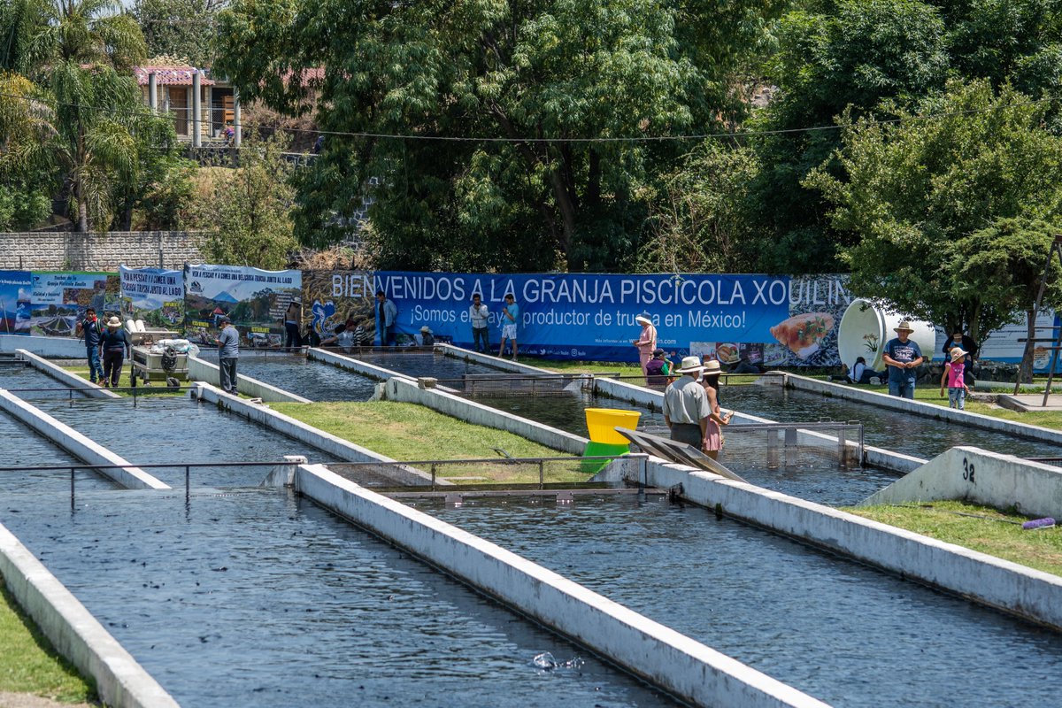 Xouilin's tweet photo. Todos los que laboramos en la Granja Piscícola Xouilin, les deseamos los mejor para esta Navidad y Año Nuevo.

¡Que el año 2026 este lleno de alegría, éxitos y salud, para todos!

Abierto los 365 días del año.

PW: https://t.co/7mkd9qgUlc
Tel. (244) 4440-129
contacto@xouilin.com. https://t.co/eAsHOebVb5