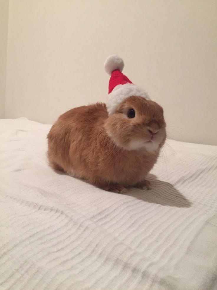 ꒰ᐢ. .ᐢ꒱₊˚⊹ ᰔ (@hanbinisbunny) / Posts / X