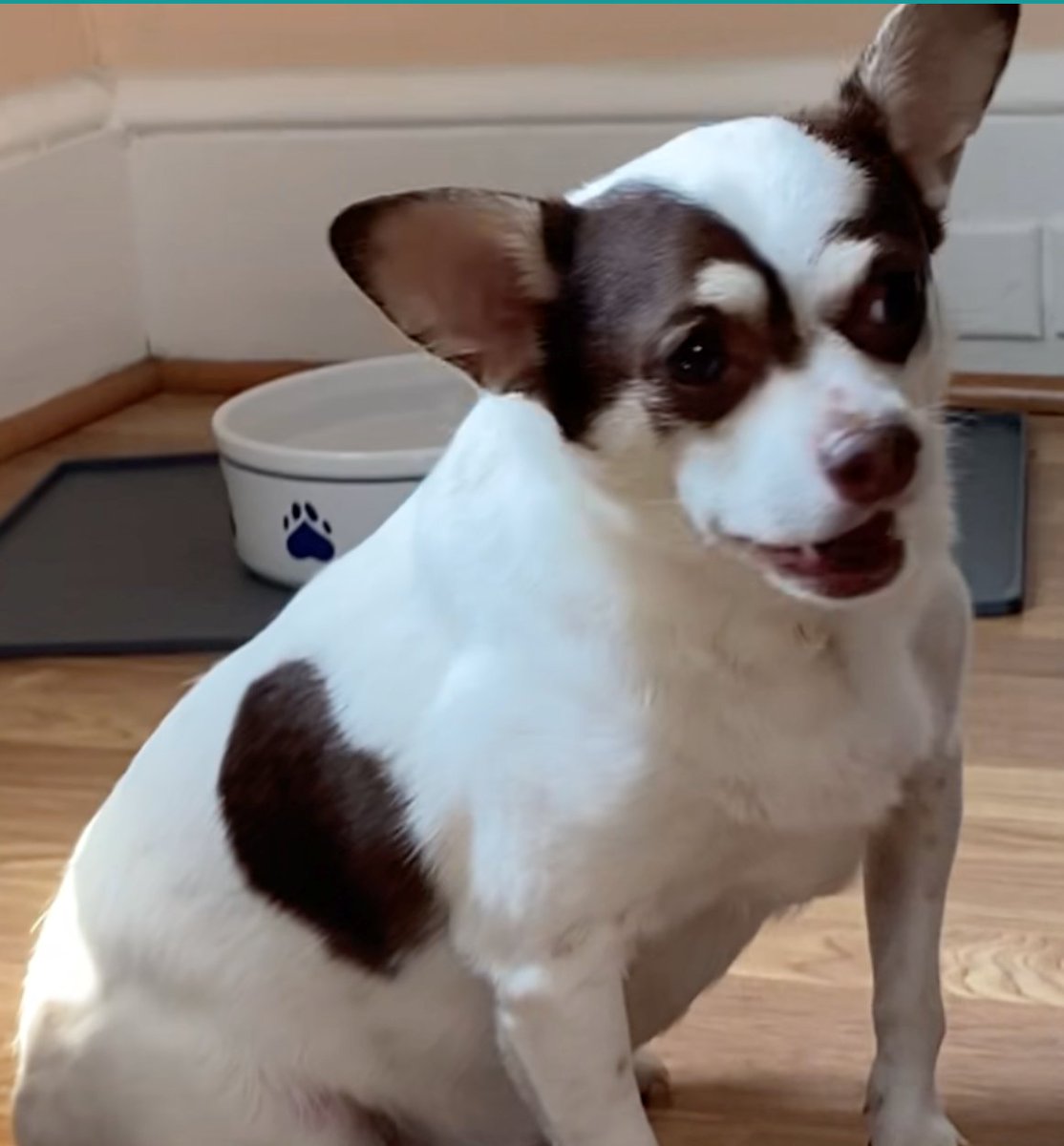 Check out #Hercules our #PetOfTheWeek He's up for adoption at <a href="/SaveAPetNY/">Save A Pet USA</a> in Port Jeff. Learn more about Hercules and other pets up for adotion here bit.ly/WBABPets - <a href="/JoeRockWBAB/">Joe Rock</a> #Rock #ClassicRock #JoeRocksPetProject #AdoptDontShop #Dog #WBAB