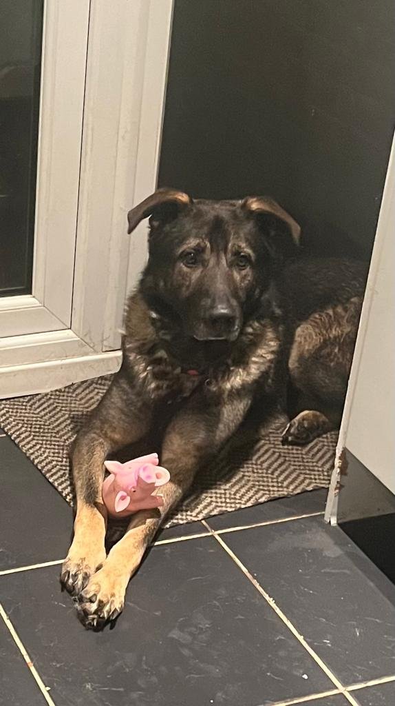 millypod1's tweet image. 🆘23 DEC 2025 #Lost Tiger #ScanMe
German Shepherd Dog Male
Near home #Dartford #Kent #DA2
doglost.co.uk/dog/201422