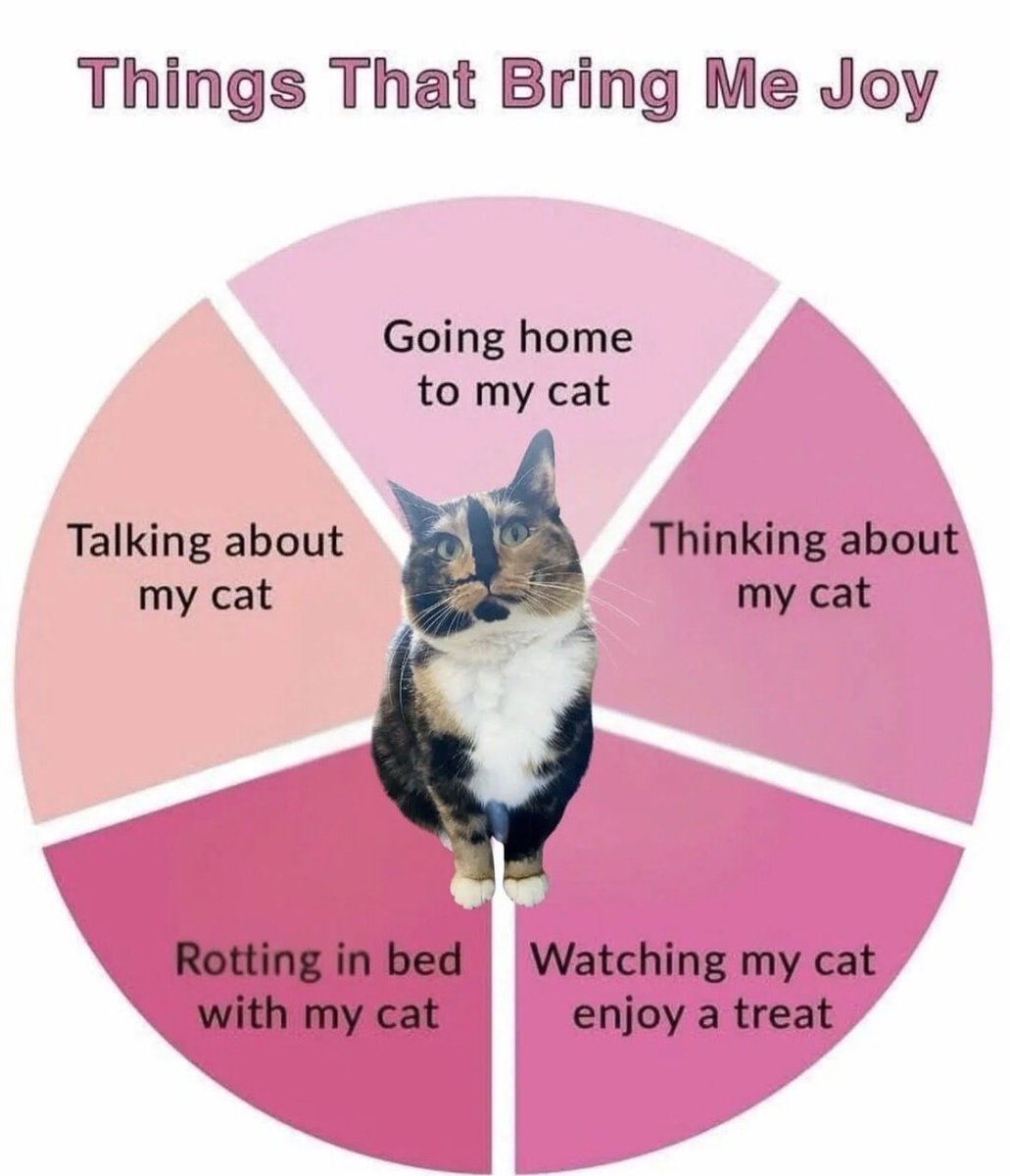cats with powerful aura tweet media