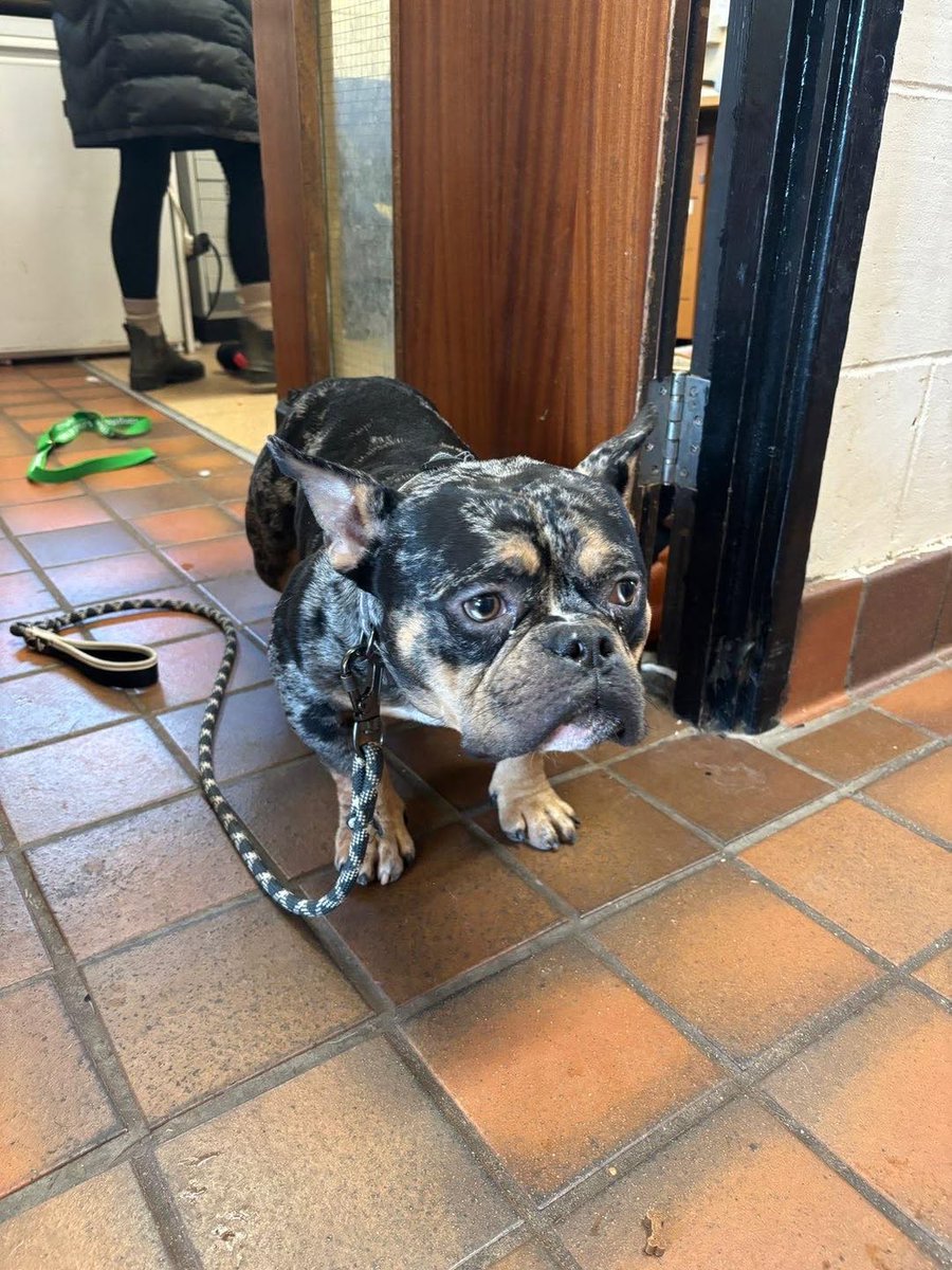 Please retweet to help find the owner or a rescue shelter space for this stray/abandoned dog found #NEWPORT #WALES #UK 💔💔💔 24 Dec 2025
Now in a council pound.
• micro-bully x
• Found Hazel Road, #Underwood
• Currently doing 7 days at Newport City Dogs Home
•If this is your