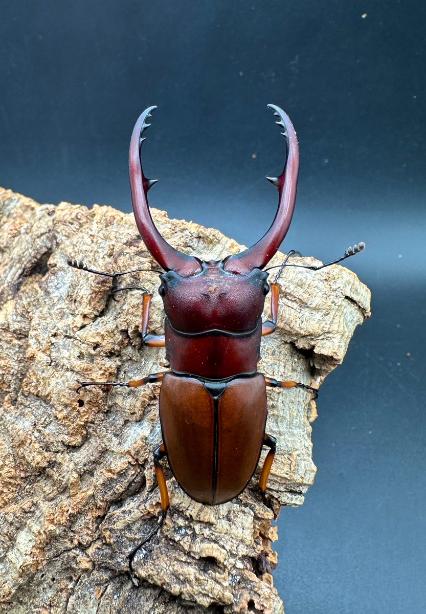 ⭐︎おソース祭さま専用⭐︎ チリ南部産のコガシラクワガタ③【標本】 かぶぶくわわ (@mushi_lowkun) / Posts / X