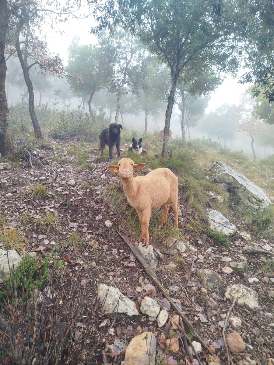 Gaudir de les festes i sobretot gaudir de la vida, una cabra que ja està plenament recuperada malgrat les adversitats. Tant com puc!
Ara i sempre la pastura no s'atura.